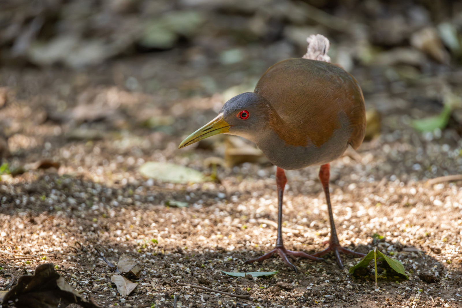 image Grey-necked Wood-Rail